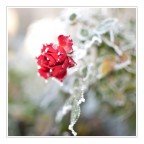 rosa rosa