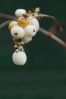 Symphoricarpos (Caprifoliaceae) Symphoricarpos (Caprifoliaceae)