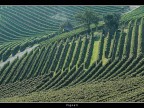 Vigneti # 13 Vigneti # 13