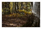 iL mIo bOsCo iL mIo bOsCo