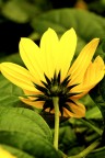 girasole girasole
