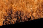 Cervo Maschio - Parco Nazionale della Majella Cervo Maschio - Parco Nazionale della Majella
