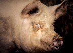 Self Portrait Self Portrait