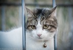 Miao Miao