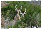 deers deers