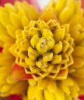 L'unico fiore della pianta L'unico fiore della pianta