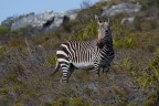 Nel parco naturale del Capo di Buona Speranza tra i vari avvistamenti che � possibile fare con un po di fortuna si possono incontrare anche delle zebre. Un incontro che di certo era inaspettato.