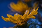 Giallo/Blù .. Giallo/Blù ..