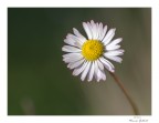 perchè margherita è bella.... perchè margherita è bella....