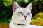 GATTO IN POSA GATTO IN POSA