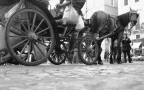 Ciao Cavallo Ciao Cavallo