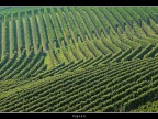 Vigneti # 14 Vigneti # 14