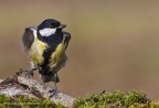 Cinciallegra (Parus major) Cinciallegra (Parus major)