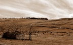 campagna... campagna...