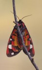 Arctia Villica Arctia Villica