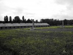 fiori ad Auschwitz fiori ad Auschwitz