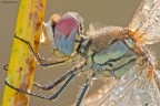 Mezzobusto di sympetrum... Mezzobusto di sympetrum...