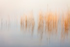 Grove of reeds Grove of reeds