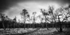 Spooky Winter Trees Spooky Winter Trees