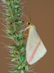 falena diurna falena diurna