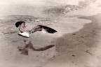 Seagull Seagull