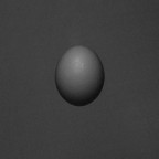 egg