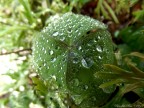 Macro Macro