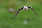 Puffin Puffin