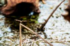 Dragonflies Dragonflies