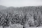Foresta innevata