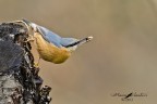 Picchio muratore Picchio muratore