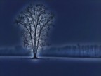 Anche gli alberi hanno un'anima Anche gli alberi hanno un'anima