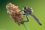 Asilide Asilide