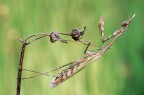 Empusa del 2012 Empusa del 2012