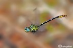 Il volo del gomphidae Il volo del gomphidae