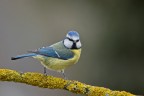 cinciarella cinciarella