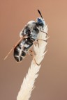 Stratiomys sp. Stratiomys sp.