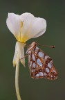 Issoria Lathonia Issoria Lathonia
