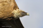Grifone (Gyps fulvus)