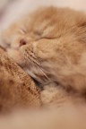 Leo...miaooo Leo...miaooo