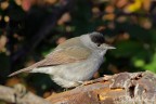 Capinera(Sylvia atricapilla) Capinera(Sylvia atricapilla)