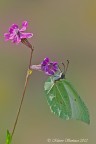 Gonepteryx  rhamni _ Cedronella