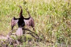Australian Birds 2 Australian Birds 2