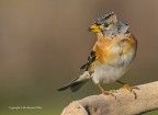Peppola (Fringilla montifringilla) Peppola (Fringilla montifringilla)