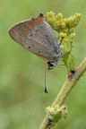 Lycaena Phlaeas