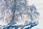 bianco bianco