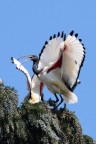 Ibis sacro Ibis sacro