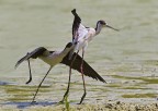 Cavalierte d'Italia (Himantopus himantopus) Cavalierte d'Italia (Himantopus himantopus)