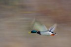 Panning