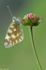 Pontia edusa Pontia edusa